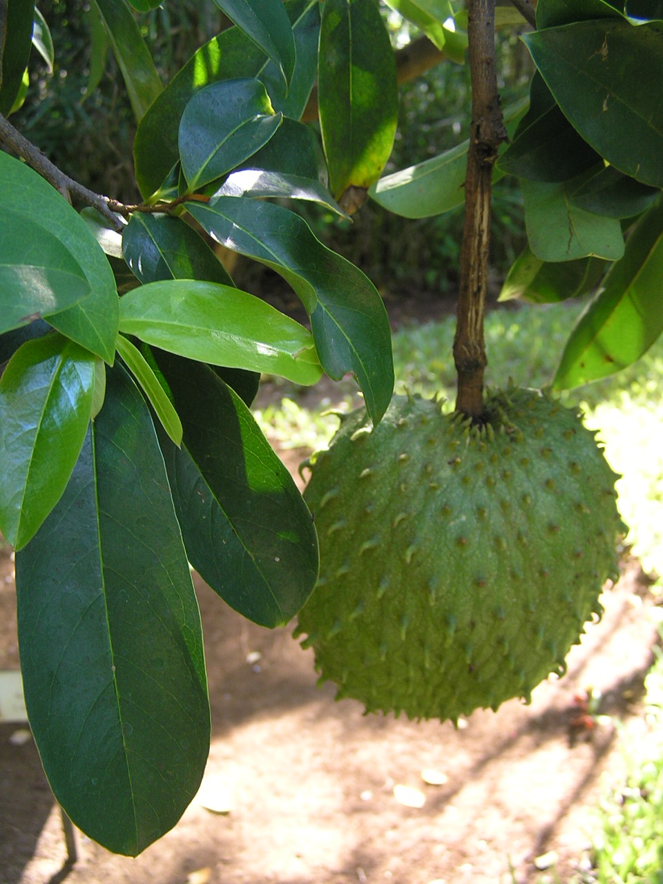 Soursop dried tea leaf 6 oz Annona muricata defend your cells and support deep healing