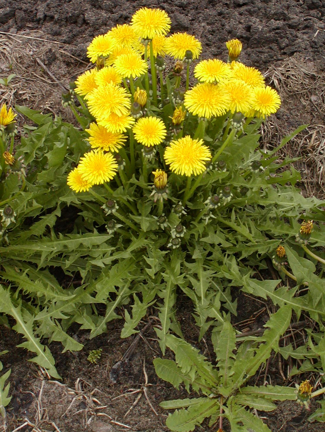 Full Spectrum Dandelion Liquid Extract 2 fl oz Taraxacum officinale Roots & Leaves for Liver Detox, Digestion & Water Weight Relief