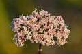 Valerian Root Liquid Extract 2 fl oz calm an overactive mind, ease tension, and promote deep sleep