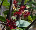 Star Anise Extract 1 fl oz (illicium Verum)