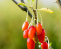 Goji Berry Liquid Extract 2 fl oz Lycium barbarum Drops for Anti-Aging, Cellular Longevity, Vision & Immune Support