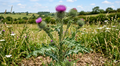 Milk Thistle Seed Liquid Extract 2 fl oz designed to cleanse, protect, and revitalize your liver