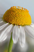 Chamomile Liquid Extract – 2 oz Calming Herbal Supplement for Anxiety & Restful Sleep