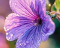 Lavender Liquid Extract 2 fl oz Lavandula angustifolia Drops for Nervous System Calm, Stress Relief & Restful Sleep