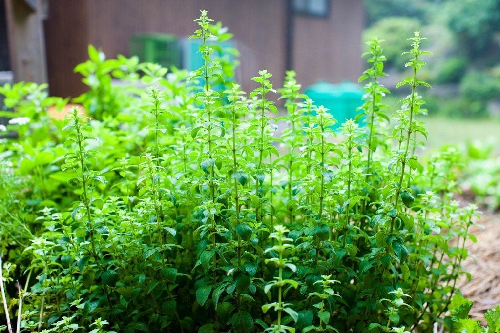 Oregano Extract 2 fl oz Carvacrol and thymol Oregano extract offers powerful antimicrobial, antioxidant, and anti-inflammatory