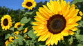 Sunflower Extract 1 fl oz (Helianthus annus) chlorogenic acids