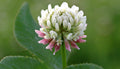 White Clover Liquid Extract 1 fl oz (trifolium repens)