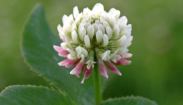White Clover Liquid Extract 1 fl oz (trifolium repens)
